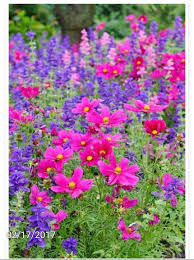 Pin Von Terri Jannette Auf Flowers Pflanzen Garten Bluhende Pflanzen