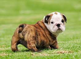 But the price of owning one is much more, due to their poor health and vet costs. Blue Mountain Bulldogs