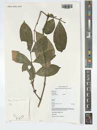 Image result for Tricalysia