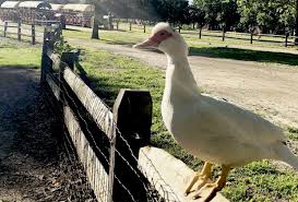 We're located in wyckoff, nj. Cream Of The Crop 10 Best Farms For Family Fun And Entertainment In Nj Mommypoppins Things To Do In New Jersey With Kids