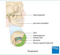 Jaw Joint Problems Health Information Bupa Uk