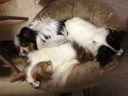 We did not find results for: Portland Pet Supply Home Facebook