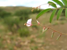 Image result for Indigofera transvaalensis