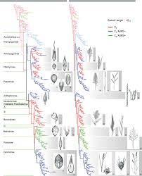 Image result for Anthephora pungens