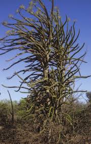 Image result for Lasiodiscus pervillei