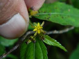 Image result for Triumfetta tomentosa