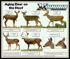Aging Deer On The Hoof Whitetail Deer Hunting Hunting
