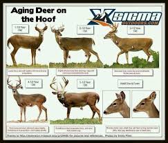 aging deer on the hoof whitetail deer hunting hunting