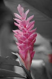 Light Pink Ginger Pink Ginger Flowers Tropical Flowers