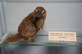 Platypus memiliki bentuk seperti bebek dan memiliki kaki berselaput. Pengertian Ciri Ciri Dan 12 Contoh Hewan Ovovivipar Bertelur Dan Beranak Habibullah Al Faruq
