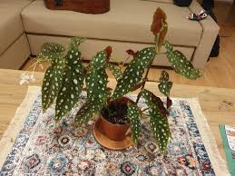 Image result for Brownleea maculata