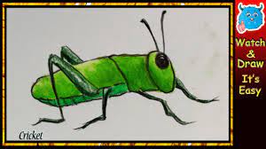 How To Draw A Cricket - Youtube