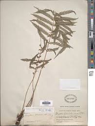 Image result for Pseudocyclosorus