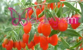 Goji Berry Nasil Kullanilir Berry Saglik Diyet
