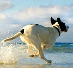 The outer banks is the perfect place to bring your dog on vacation! Obx Pet Friendly Vacation Beach Rentals Carolina Designs