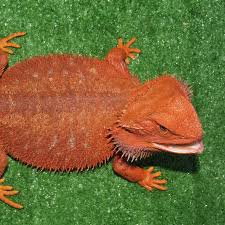 Check spelling or type a new query. Red Phase Bearded Dragons Amazing Amazon