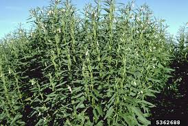 Image result for Sesamum parviflorum