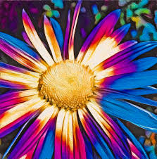 Blooms in summer and makes an excellent cut flower. Crazy Daisy Flowers