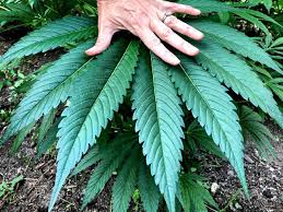 Перевод слова grow, американское и британское произношение, транскрипция, словосочетания, однокоренные слова, примеры использования. Cannabis Growing Mit Der Veganic Methode Grow Magazin