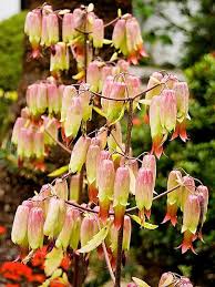 Kalanchoe Pinnata Blossom Planting Flowers Succulents Garden Unusual Plants