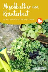 Welche Krauter Passen Zusammen Mischkultur Im Krauterbeet In 2020 Mischkultur Welche Krauter Passen Zusammen Krauter Pflanzen