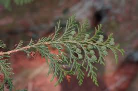 Maybe you would like to learn more about one of these? False Cypresses
