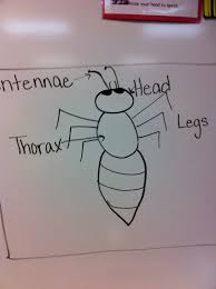 Drawing And Labeling An Insect Fairy Dust Teaching Easy Drawings Guided Drawing