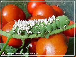 Growing tomatoes in your garden? Tomato Horn Worm Tomato Worms Bug Spray Recipe Edible Garden