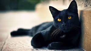 Persoalannya ialah apa maknanya jika rambut terlalu panjang hingga ke kaki (atau lebih daripada itu) ataupun seseorang yang di alam nyata sering berambut pendek yang. Ini 11 Mitos Kucing Hitam Nomor 3 Serem Banget Sriwijaya Post