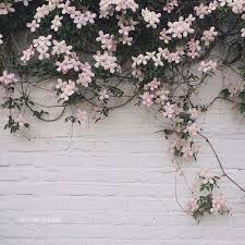 Black And White Photo Wall Aesthetic Flowers Pink And Wall Image Gray Aesthetic Background Plants