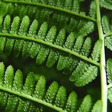 Image result for Athyrium annae