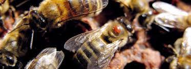 De mijten behoren tot de spinachtigen. Le Varroa Parasite Cauchemar Des Abeilles Domestiques Inrae Instit