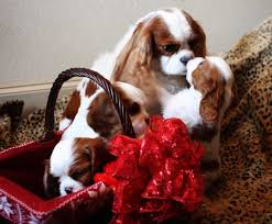 Jul 06, 2021 · puppyfinder.com is your source for finding an ideal cavalier king charles spaniel puppy for sale near houston, texas, usa area. Pin On Cavalier King Charles Spaniel And Caviepoos