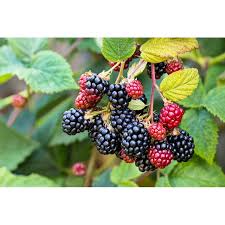 Image result for Rubus iringanus