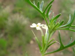 Image result for Chascanum