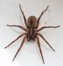 Many ways such as wash the spider web away with the hose or just remove it with a stick from your backyard or remove it just by wearing plastic gloves to be safe. Gardening Spiders Get A Bad Rap But They Re Really Our Friends Daily News