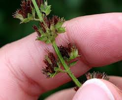 Image result for Cantinoa