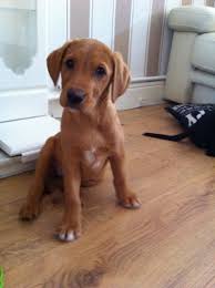 Red labs, like other labradors, are extremely intelligent please browse the rest of our website to see the available red labs for sale. Fox Red Labrador Puppy For Sale Tonypandy Neath Port Talbot Pets4homes