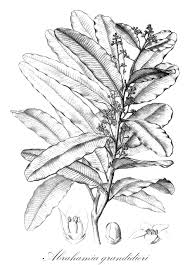 Image result for Anacardiaceae