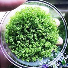 Successfully growing carpet and grass plants isn't so different from managing other types of plants. 10 Best Carpet Plants For Stunning Aquarium Grass Beginner S Guide