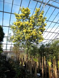Image result for Acacia dealbata