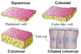 They are the most basic functional unit of life. Welcome To The Living World Structural Organisation In Animals Notes Class 11 Part 1 Animal Tissues Epithelial Tissues
