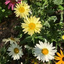Growers commonly produce 'broadway lights' in. Leucanthemum X Superbum Broadway Lights Shasta Daisy Broadway Lights In Gardentags Plant Encyclopedia
