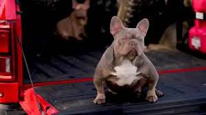 The french bulldog is a small breed of domestic dog. Rare Colors In French Bulldogs