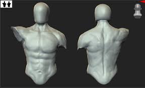 Muscles of the torso : Anatomy Study Male Torso Muscular Zbrushcentral