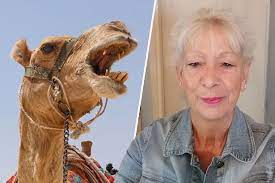 They are roaming the streets looking. Derby Gran Suffers Horrific Injuries In Double Camel Attack Derbyshire Live