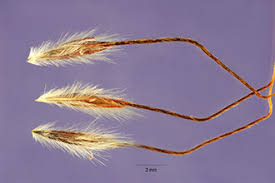 Image result for Hyparrhenia