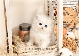 Teacup Persian Kittens For Sale Doll Face Persian Kittens Teacup Catsluxury Persian Himalayan Kittens For Sale In A Rainbow Of Colors In Business For 33 Years