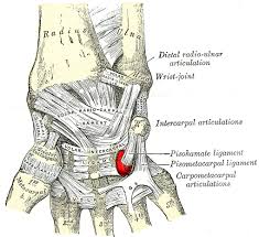 Image result for Hamate Bone