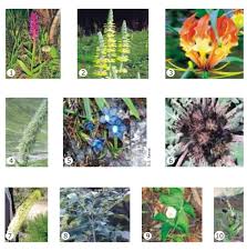 Image result for Endostemon villosus